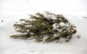 Christmas tree laying in snow